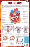 Heart  Thick Laminated Primary Chart