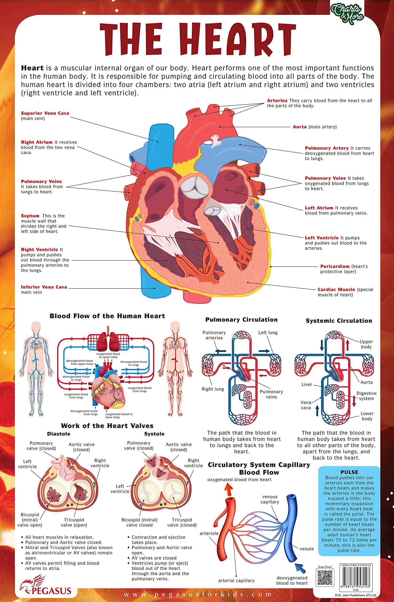 Heart  Thick Laminated Primary Chart