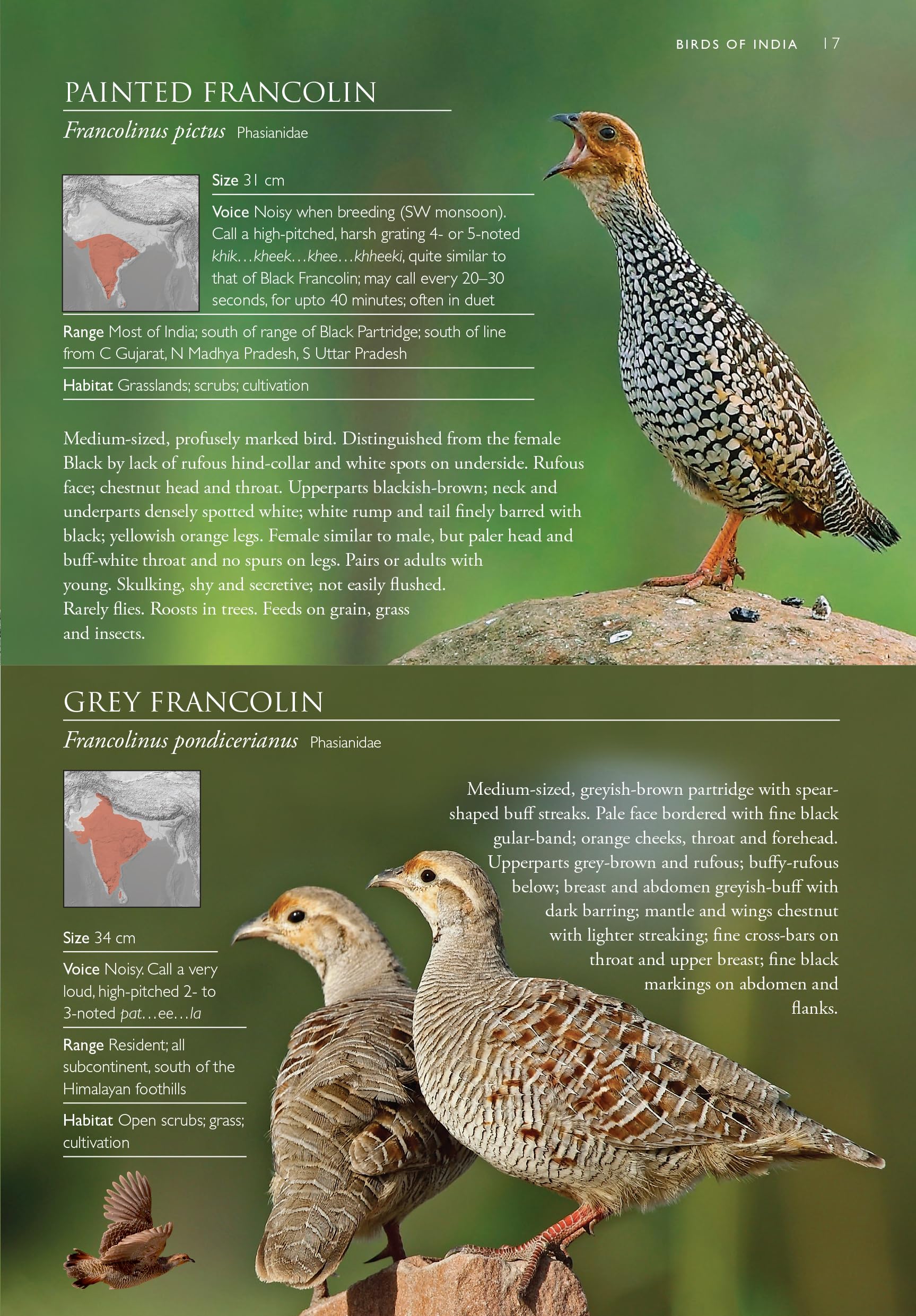 Birds of India  A Pictorial Field Guide