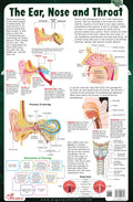 The Ear, Nose & Throat  Thick Laminated Chart