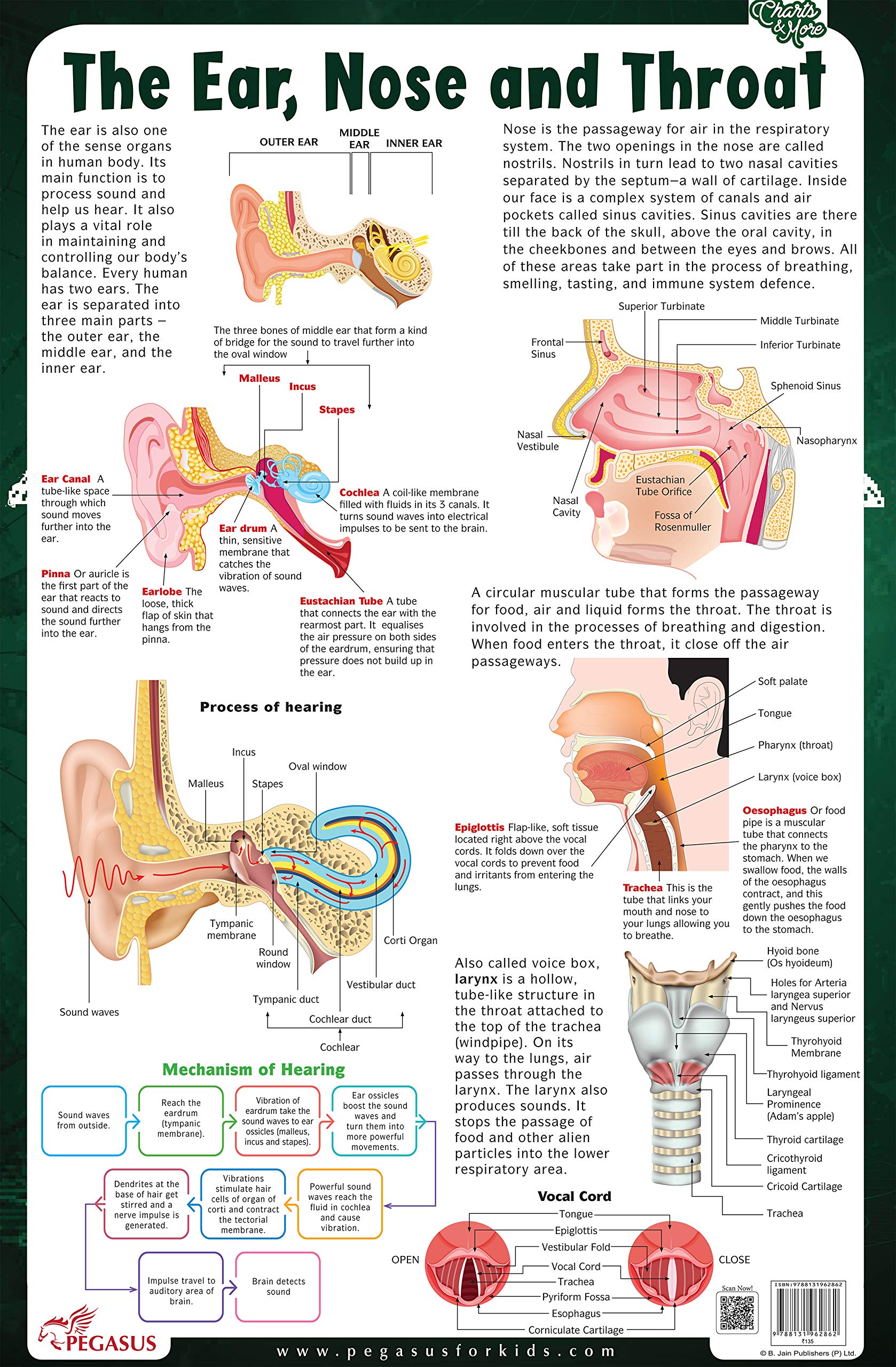 The Ear, Nose & Throat  Thick Laminated Chart