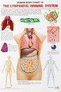 Lymphatic/Immune System Laminated Educational Wall Chart | Kids Learning Poster | Colourful Illustrations, BothSide Laminated, 