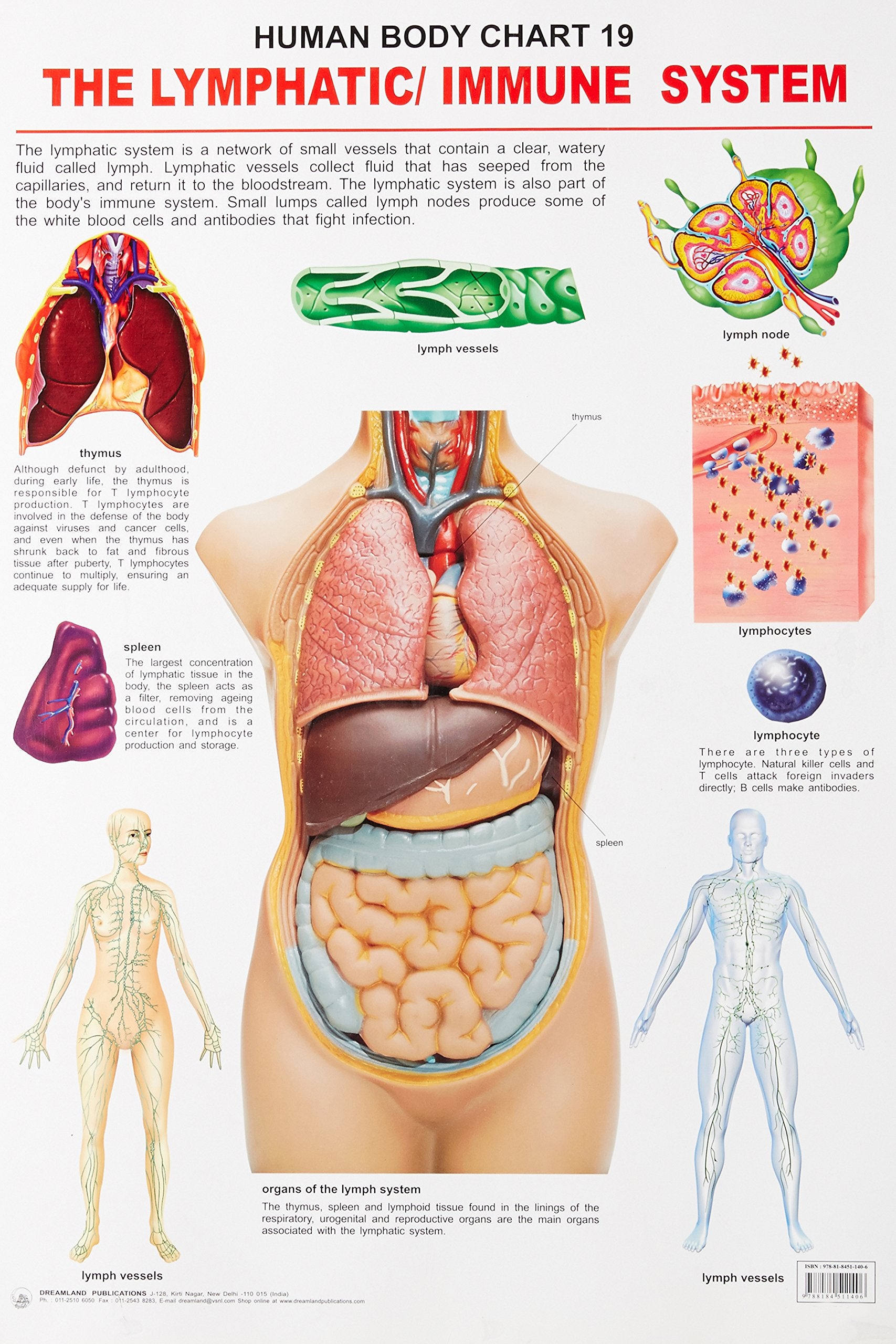 Lymphatic/Immune System Laminated Educational Wall Chart | Kids Learning Poster | Colourful Illustrations, BothSide Laminated, 
