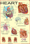 Human Heart Chart | 70x100 cm | Laminated Educational Wall Chart | Human Physiology Poster for Biology, Medical & Anatomy Studen