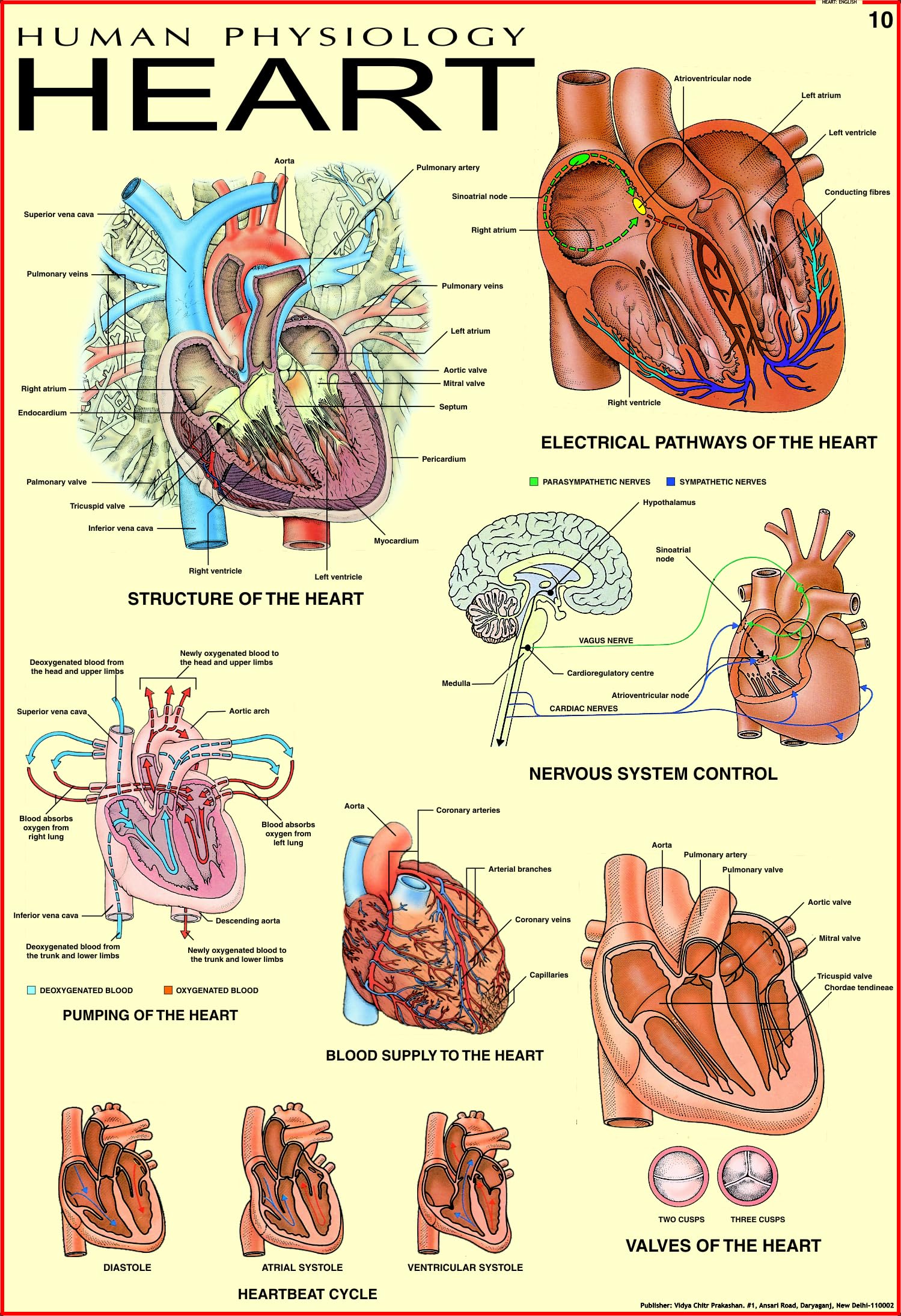 Human Heart Chart | 70x100 cm | Laminated Educational Wall Chart | Human Physiology Poster for Biology, Medical & Anatomy Studen