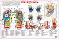 Reflexology Educational Wall Chart for Students & Science Enthusiasts | Pressure Points of Feet, Hands & Head with Detailed Imag