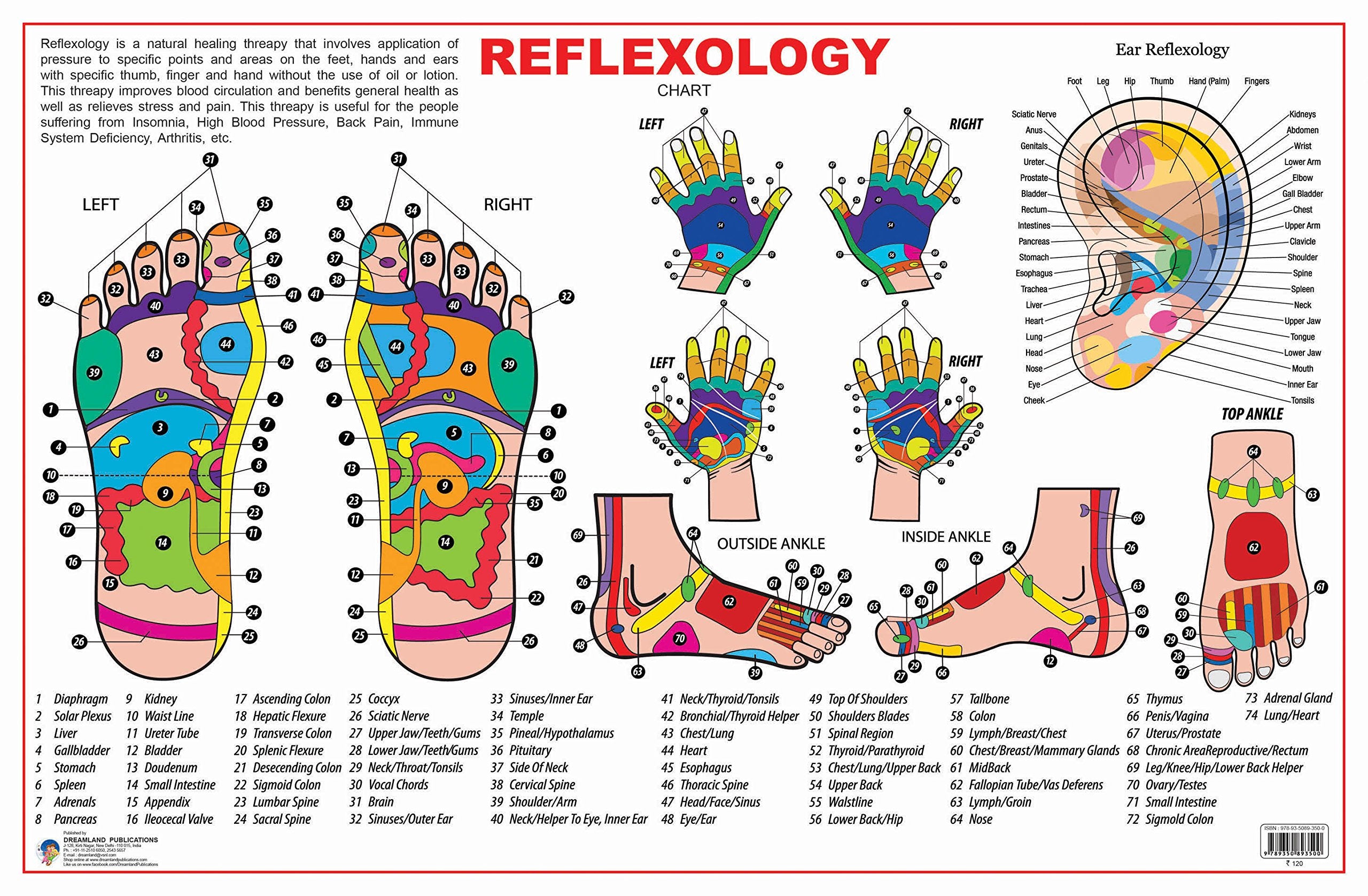 Reflexology Educational Wall Chart for Students & Science Enthusiasts | Pressure Points of Feet, Hands & Head with Detailed Imag