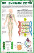 The Lymphatic System  Thick Laminated Chart