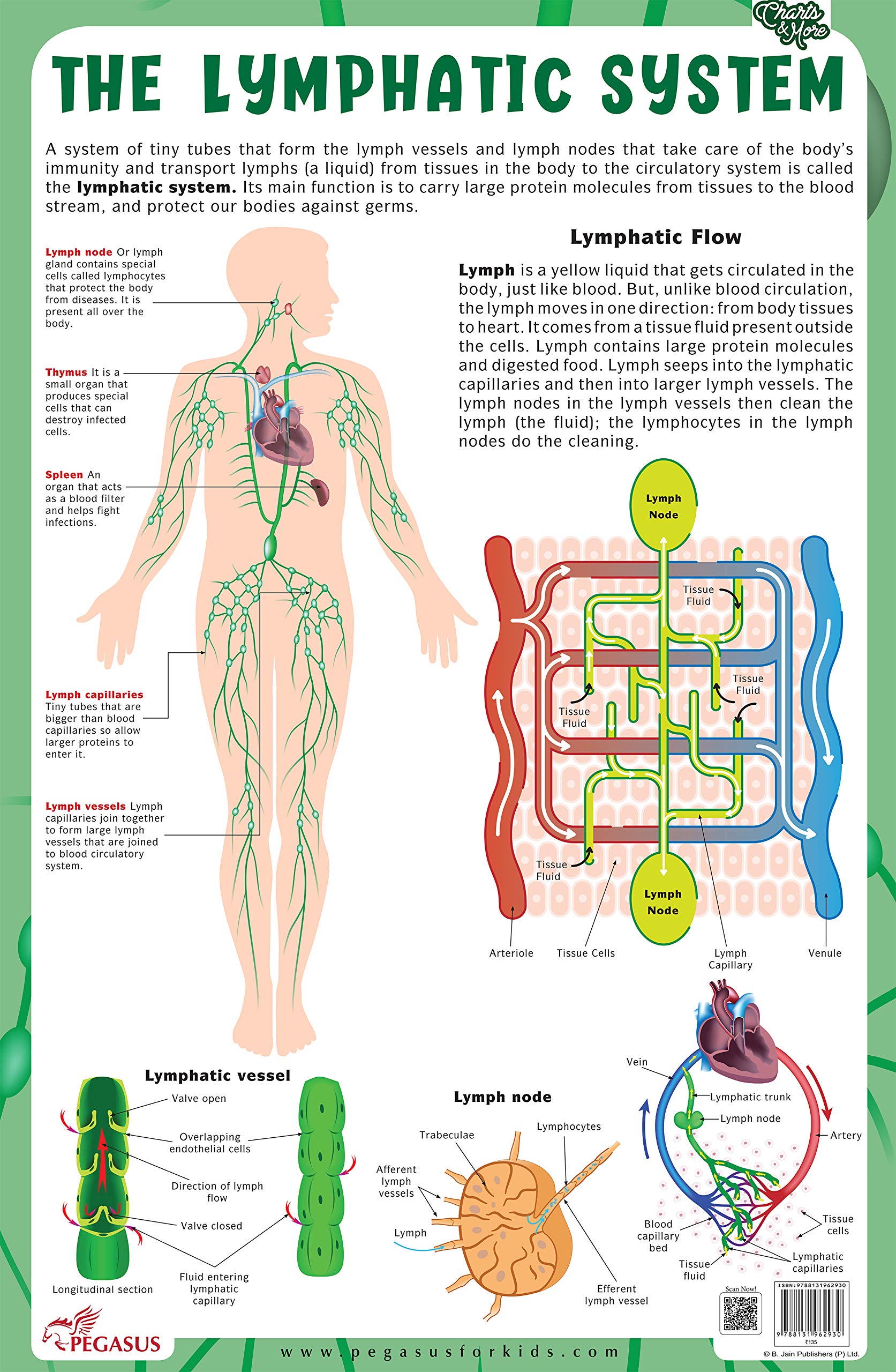 The Lymphatic System  Thick Laminated Chart