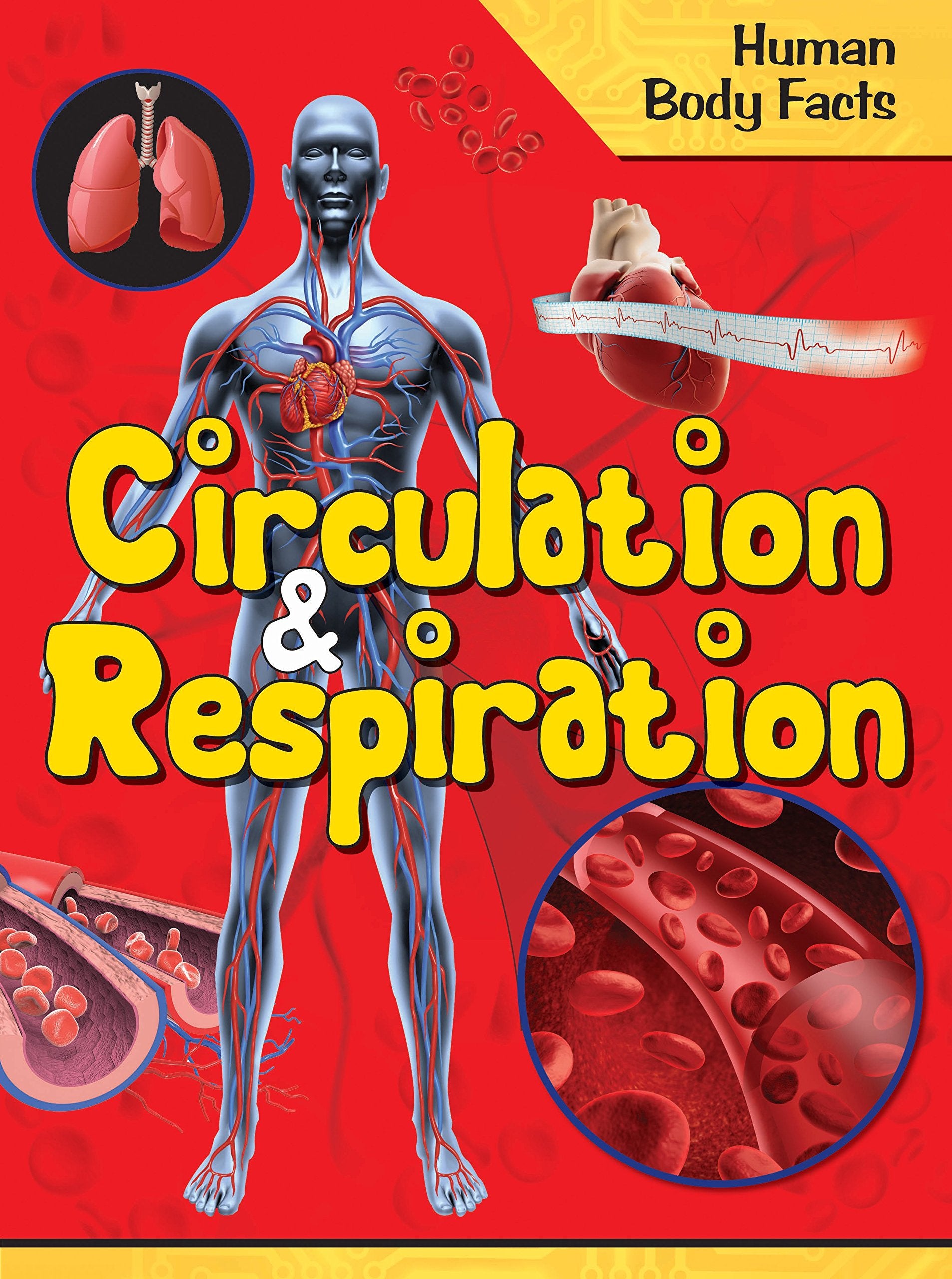 Human Body: Circulation & Respiration Human Body Facts