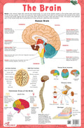 Brain  Thick Laminated Primary Chart