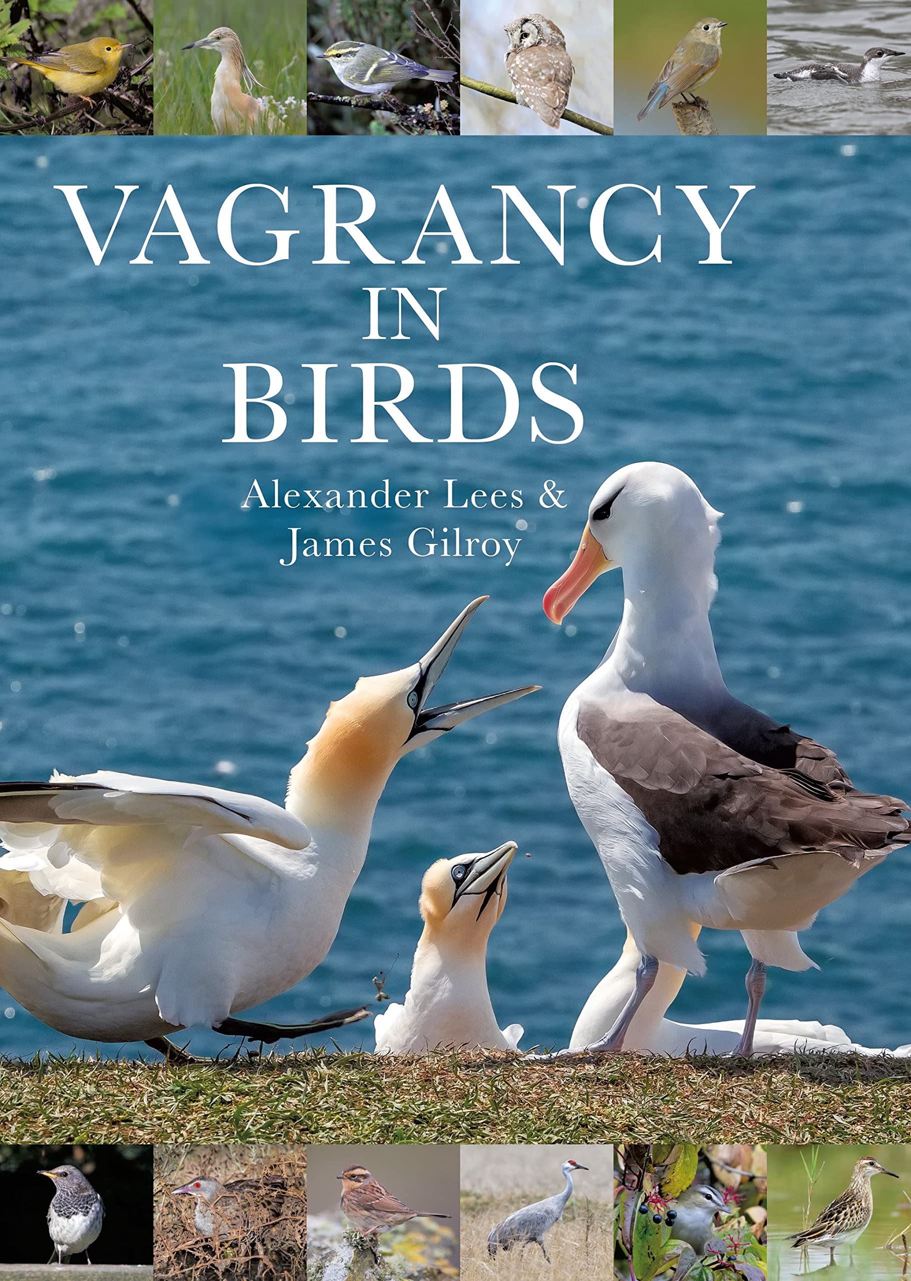 Vagrancy In Birds
