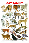 Cat Family Chart Educational Wall Chart For Kids  Both Side Hard Laminated (Size 48 x 73 cm)