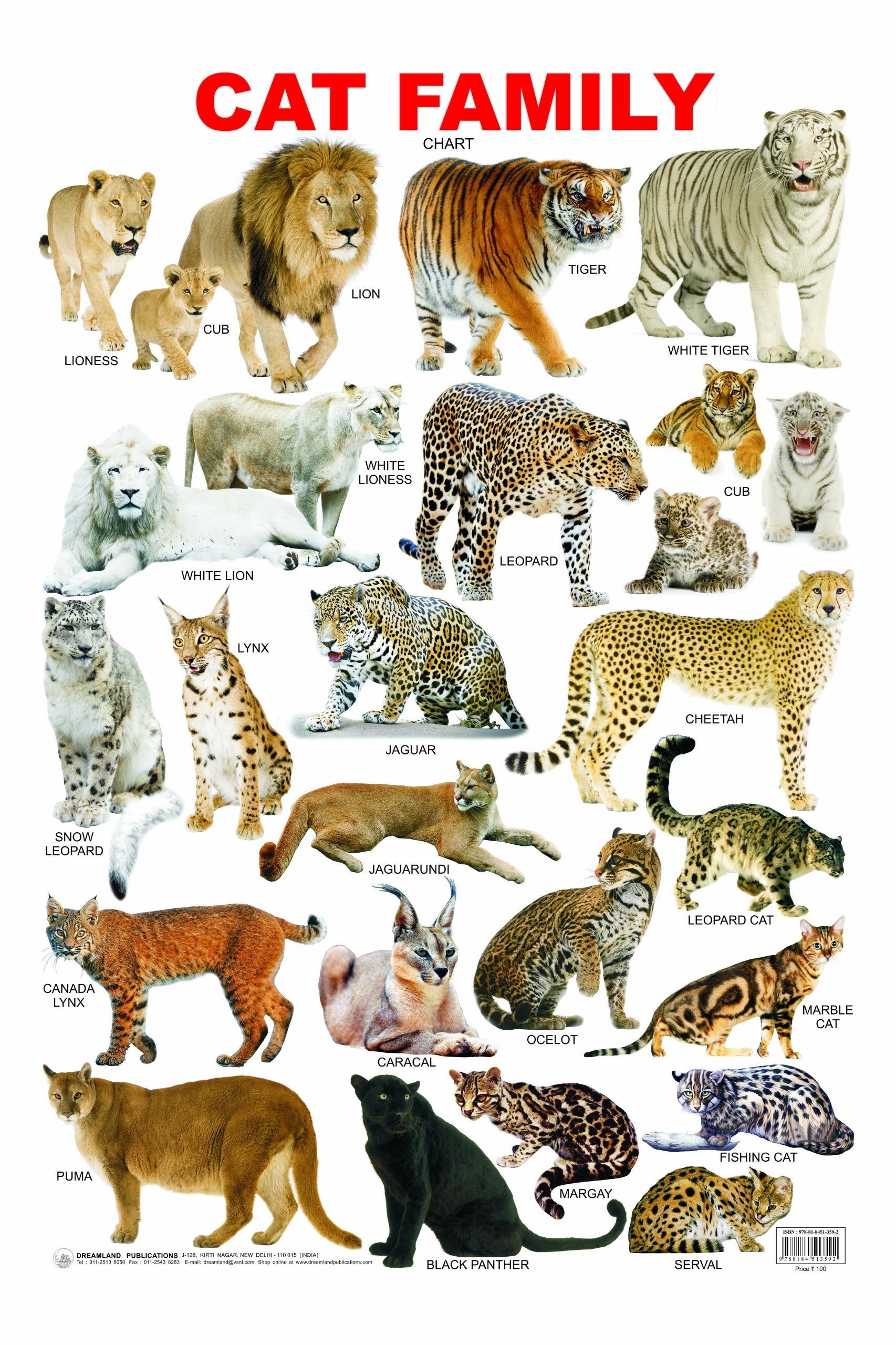 Cat Family Chart Educational Wall Chart For Kids  Both Side Hard Laminated (Size 48 x 73 cm)