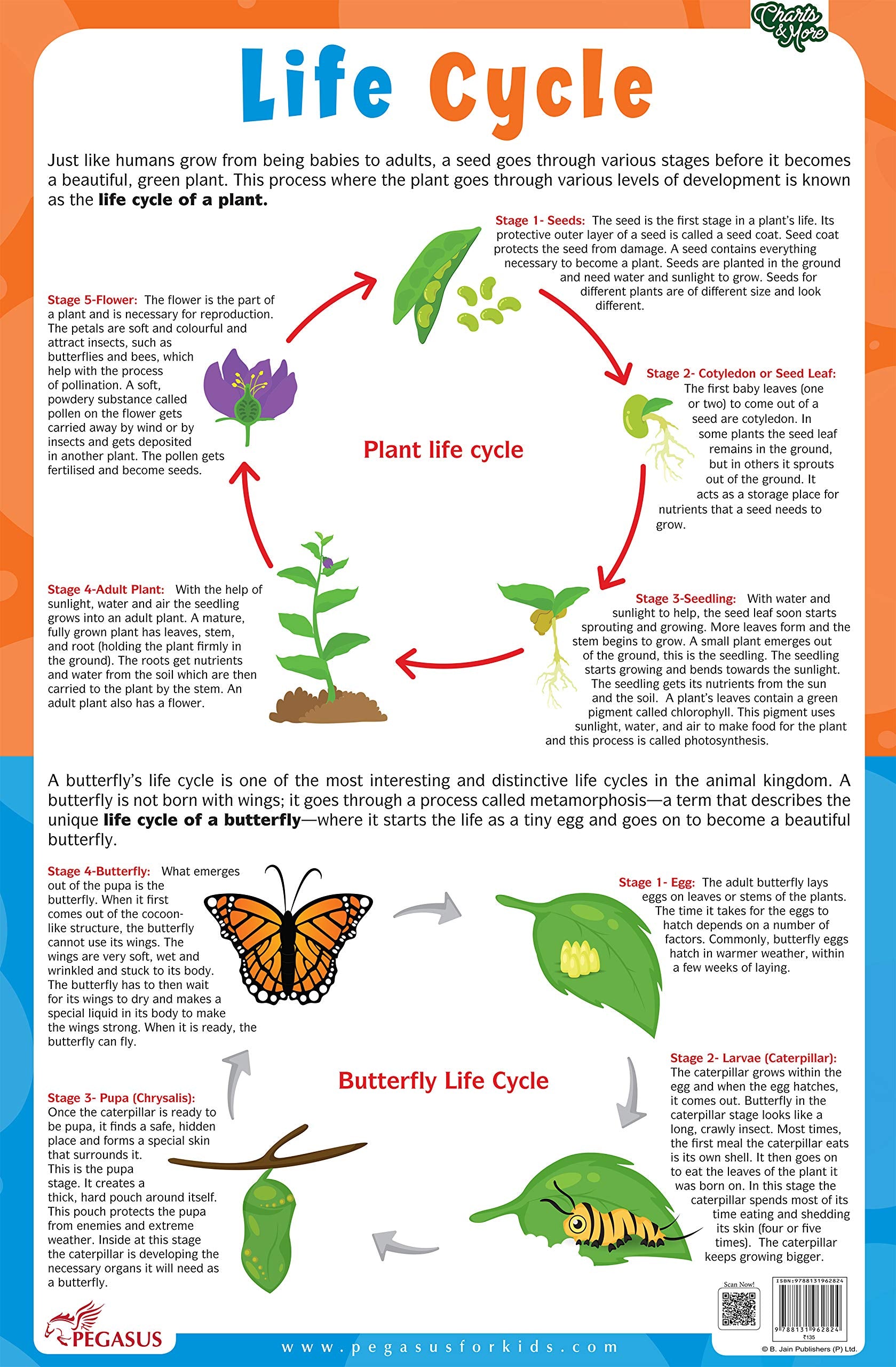 Plant & Butterfly Life Cycle Chart  Thick Laminated Chart