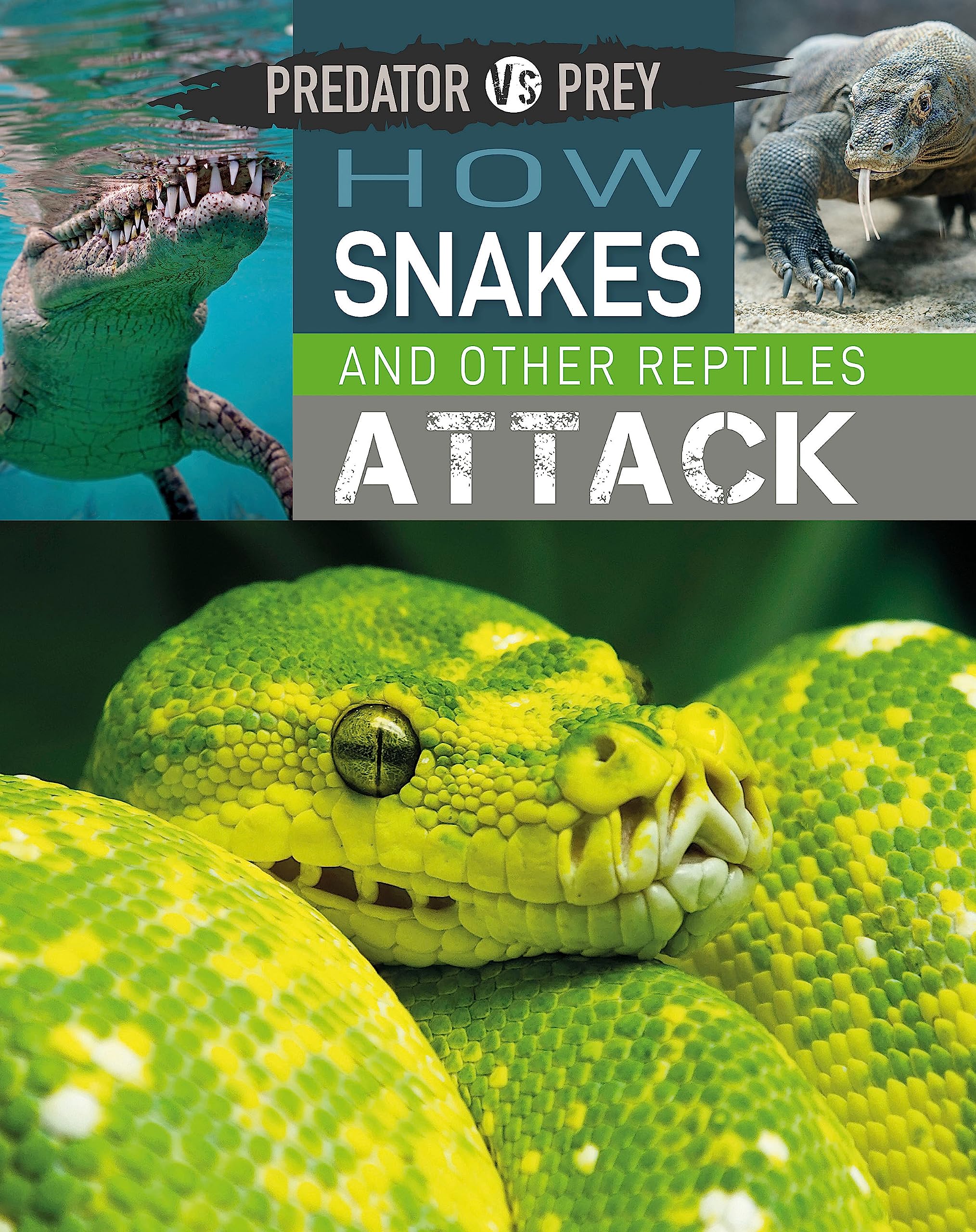 Predator vs Prey: How Snakes and other Reptiles Attack!