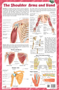 The Shoulder Arms and Hand  Thick Laminated Chart