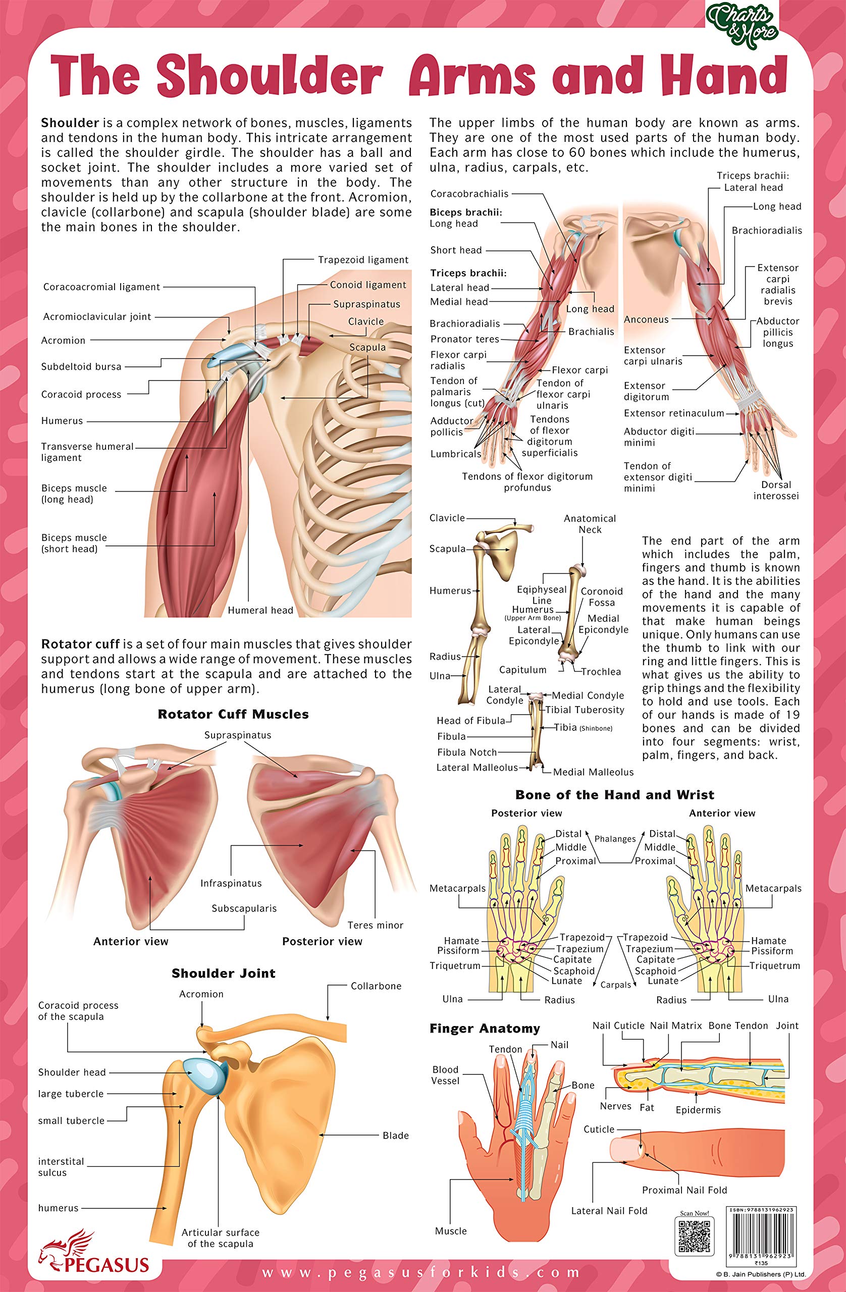 The Shoulder Arms and Hand  Thick Laminated Chart