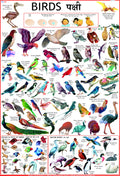 Birds Chart for Kids | 70 x 100 cm | Laminated