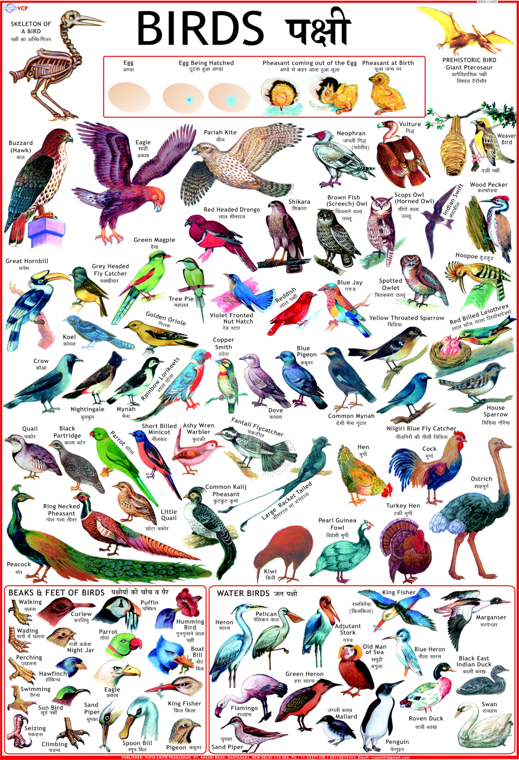 Birds Chart for Kids | 70 x 100 cm | Laminated