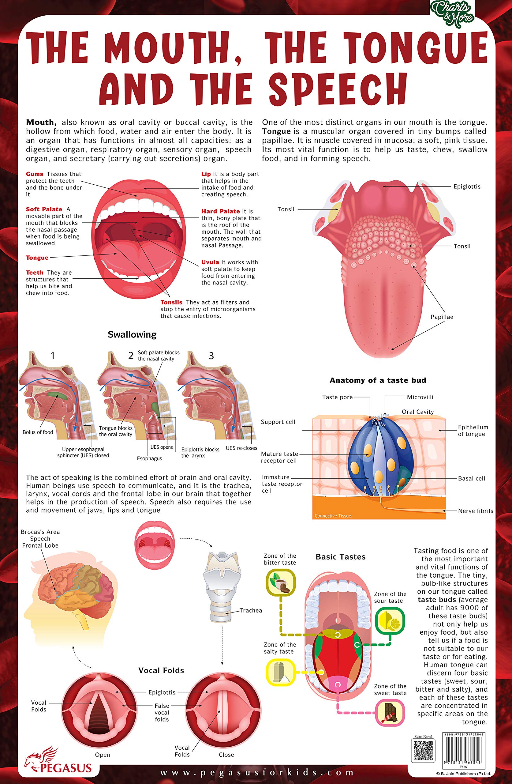 The Mouth, The Tongue and The Speech  Thick Laminated Chart