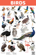 Charts: Birds Charts (Educational Charts for kids)