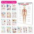 All in one Human Anatomy Chart : kids learning anatomy chart, easy anatomy chart for schools, visual learning human body chart,