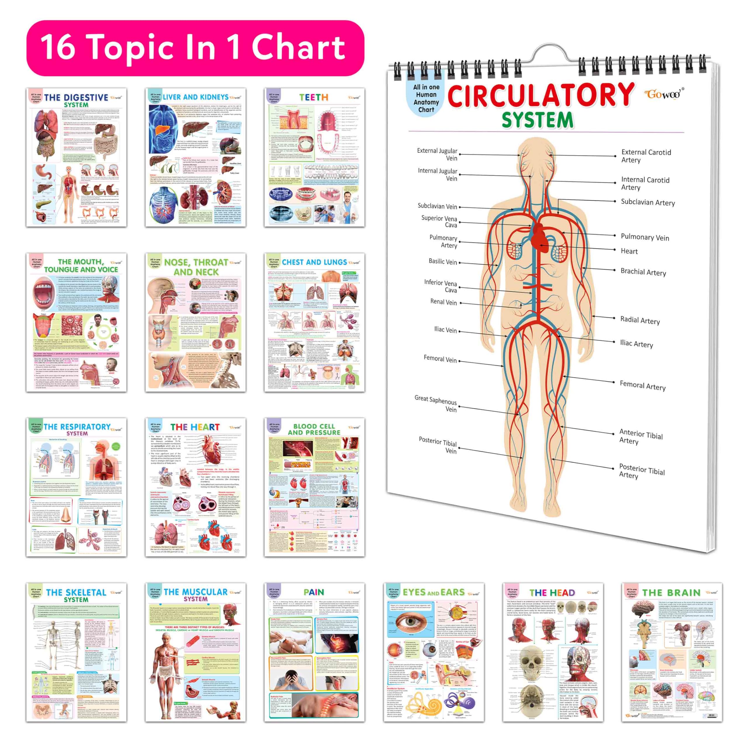 All in one Human Anatomy Chart : kids learning anatomy chart, easy anatomy chart for schools, visual learning human body chart,