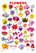 Laminated Chart  Flowers | Durable DoubleSided Laminated Educational Poster 48 X 73 Cm | Colorful And Informative Visual Aid F