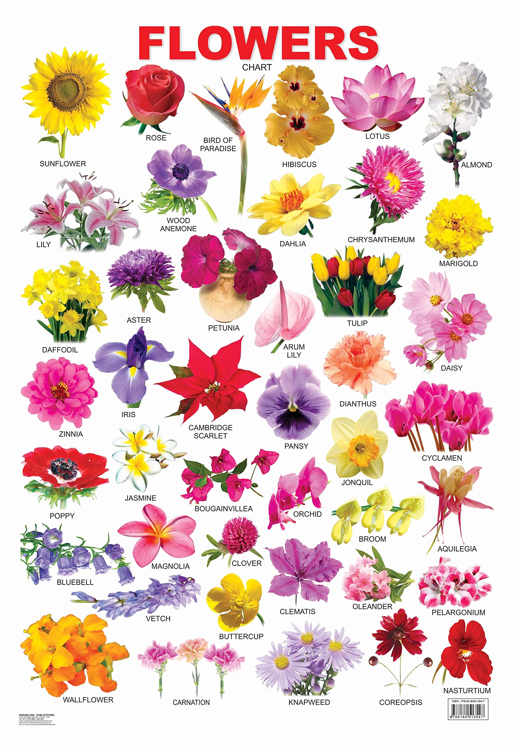 Laminated Chart  Flowers | Durable DoubleSided Laminated Educational Poster 48 X 73 Cm | Colorful And Informative Visual Aid F