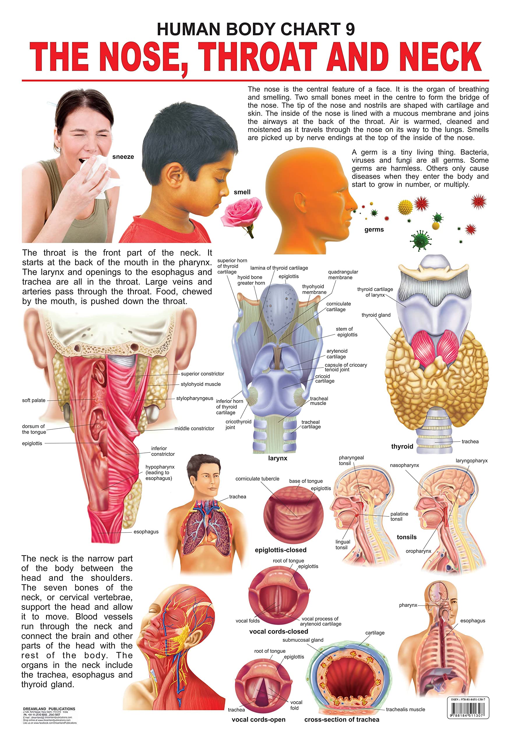 Nose, Throat & Neck Laminated Educational Wall Chart | Kids Learning Poster | Colourful Illustrations, BothSide Laminated, Tear