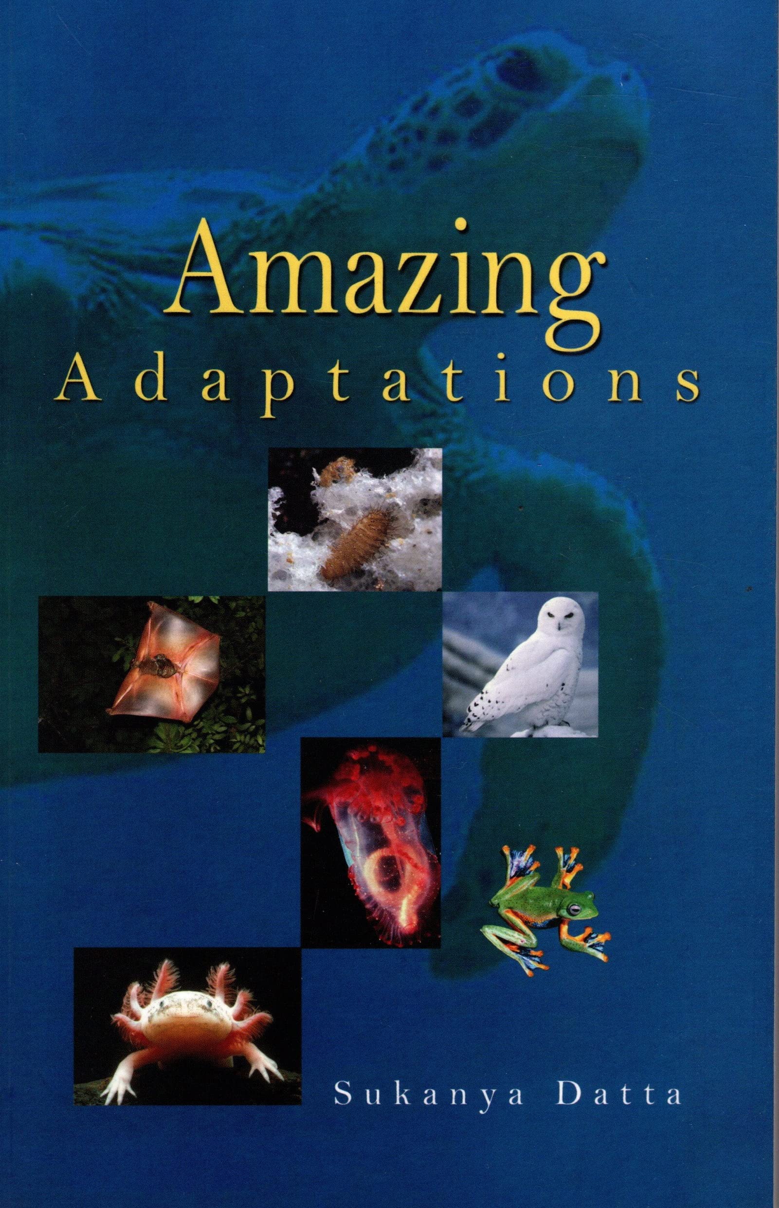 Amazing Adaptations