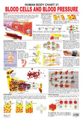 The Blood Group, Cells & Pressure Laminated Educational Wall Chart | Kids Learning Poster | Colourful Illustrations, BothSide L