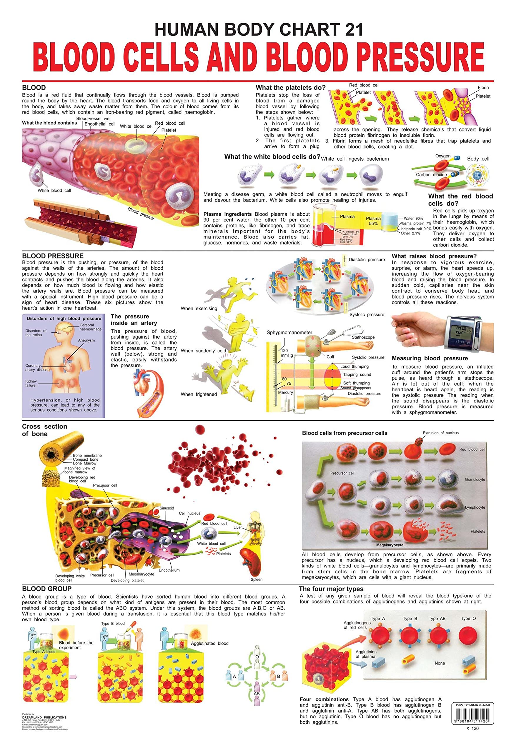 The Blood Group, Cells & Pressure Laminated Educational Wall Chart | Kids Learning Poster | Colourful Illustrations, BothSide L