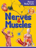 Human Body: Nerves & Muscles Human Body Facts