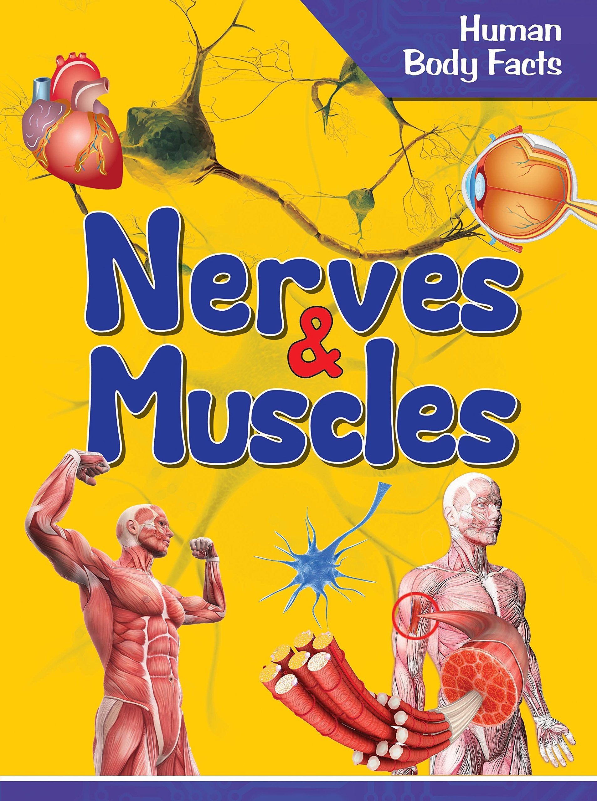 Human Body: Nerves & Muscles Human Body Facts