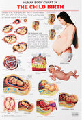 The Child Birth Wall Chart (Human Body Chart)  Both Side Hard Laminated (Size 48 x 73 cm)