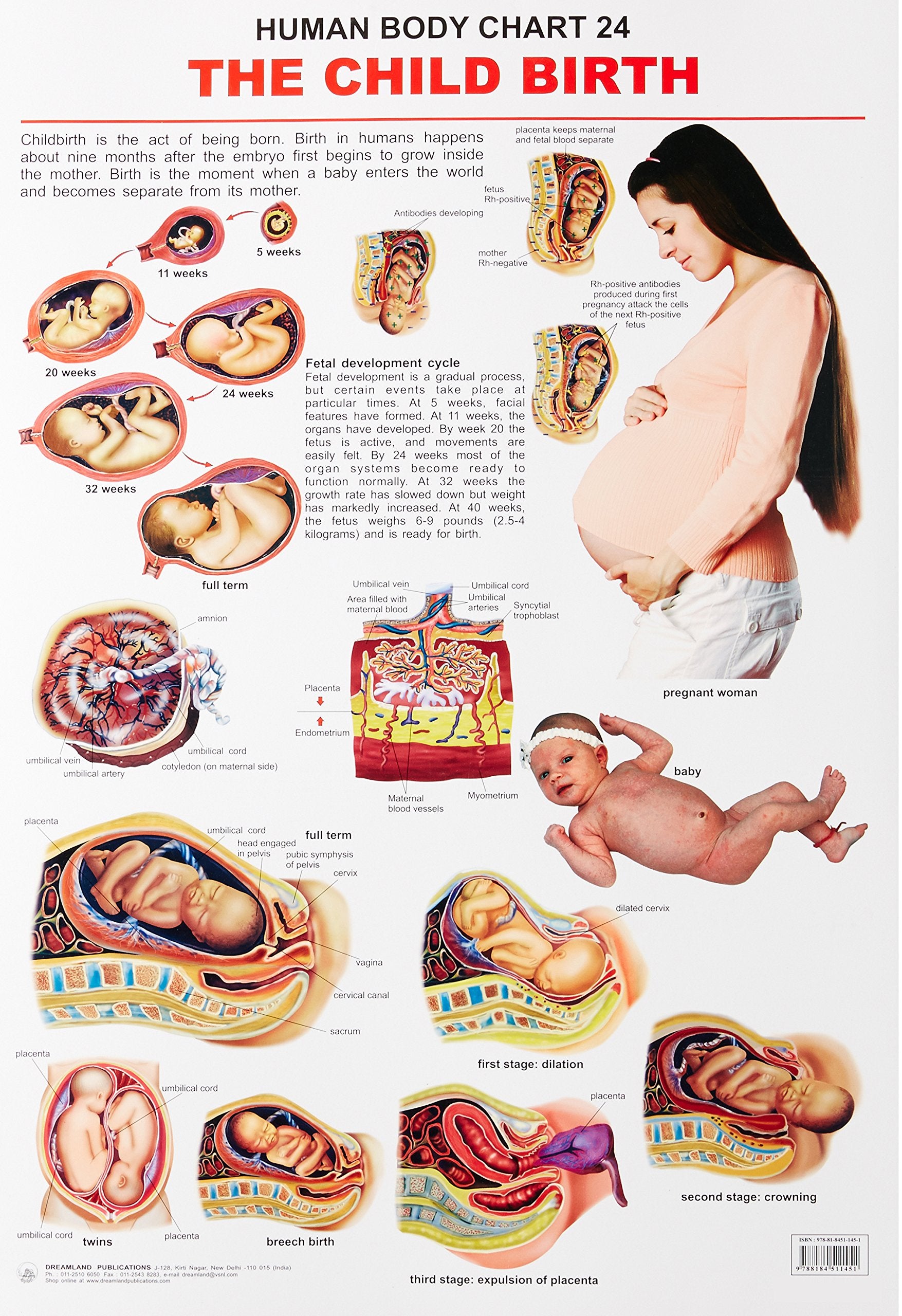 The Child Birth Wall Chart (Human Body Chart)  Both Side Hard Laminated (Size 48 x 73 cm)