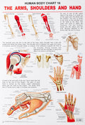 Shoulders, Arms & Hand Laminated Educational Wall Chart | Kids Learning Poster | Colourful Illustrations, BothSide Laminated, T