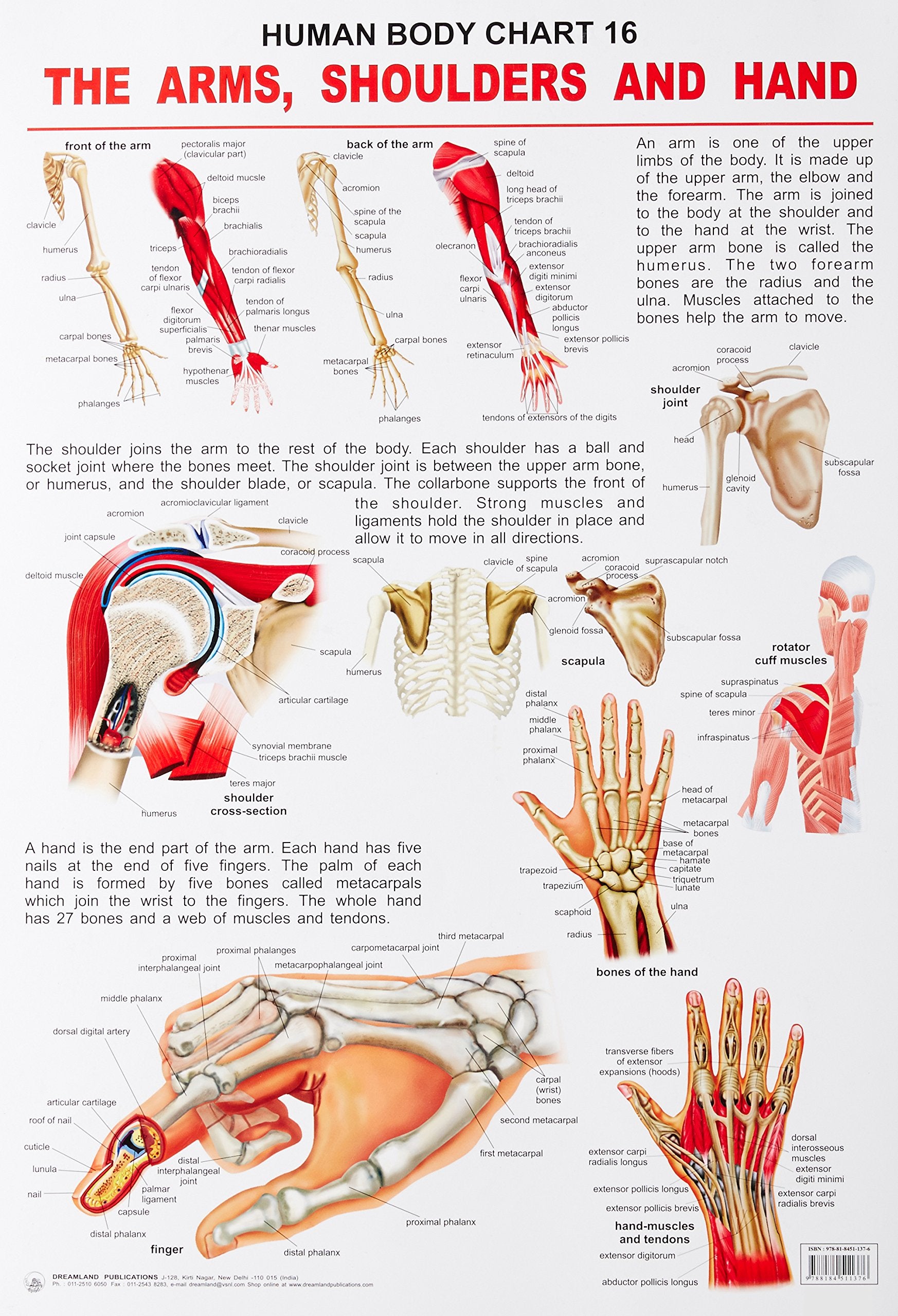 Shoulders, Arms & Hand Laminated Educational Wall Chart | Kids Learning Poster | Colourful Illustrations, BothSide Laminated, T