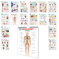 All in one Human Anatomy Chart : 16 in one spiral chart, mind development chart for kids, childfriendly anatomy chart, body pa