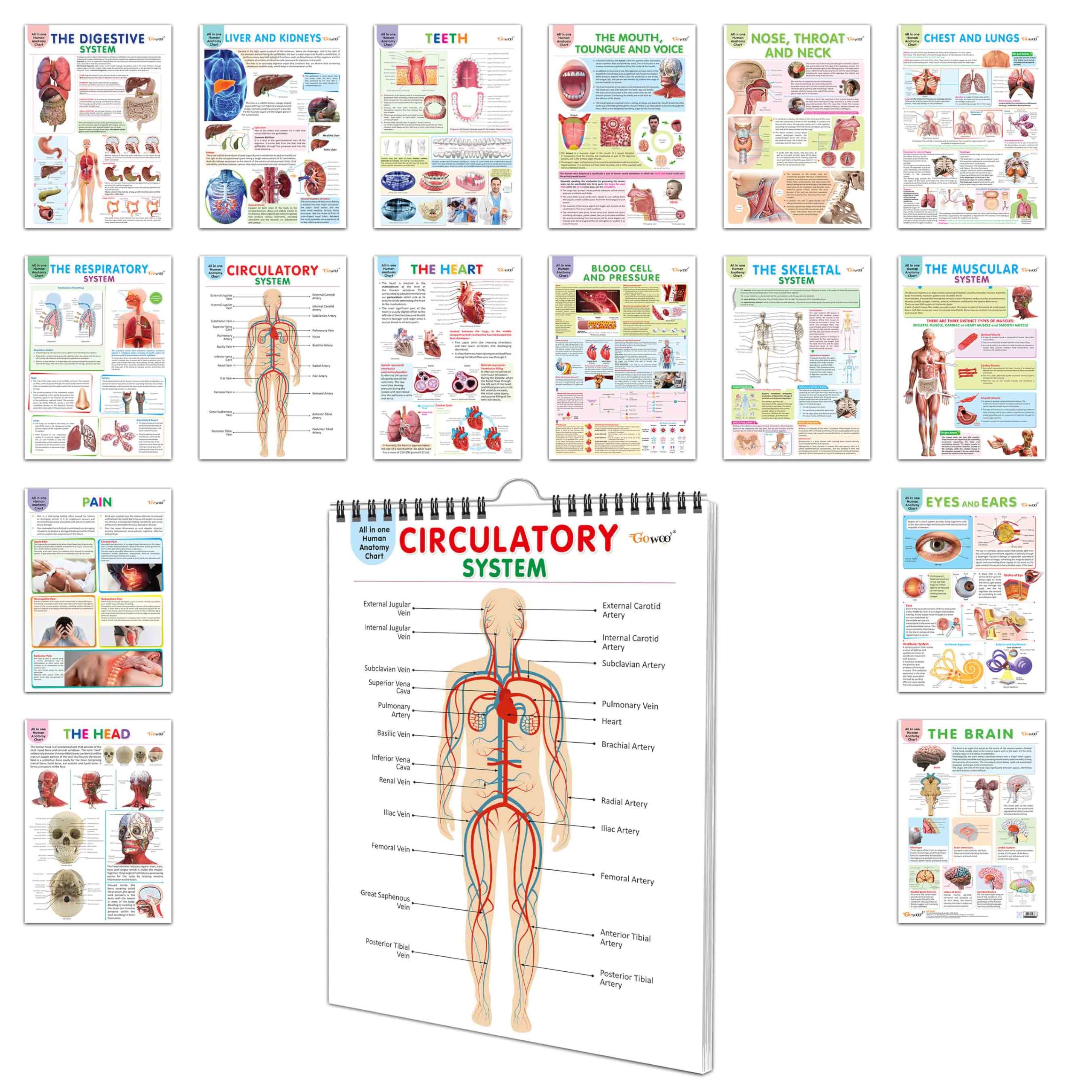 All in one Human Anatomy Chart : 16 in one spiral chart, mind development chart for kids, childfriendly anatomy chart, body pa