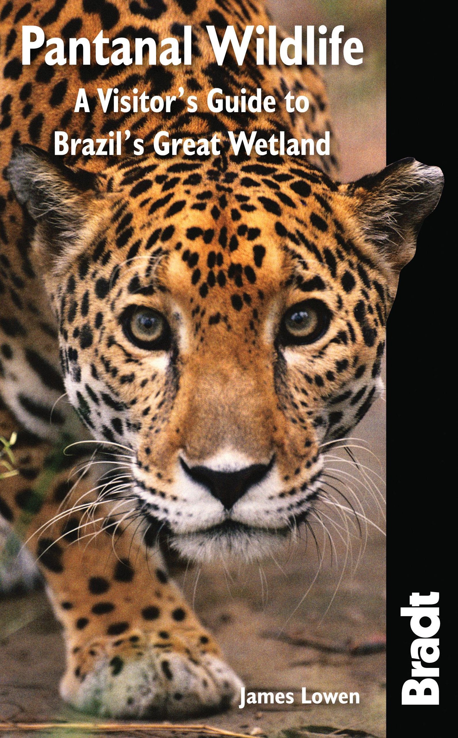 Pantanal Wildlife: A Visitors Guide To Brazils Great Wetland (Bradt Wildlife Explorer)