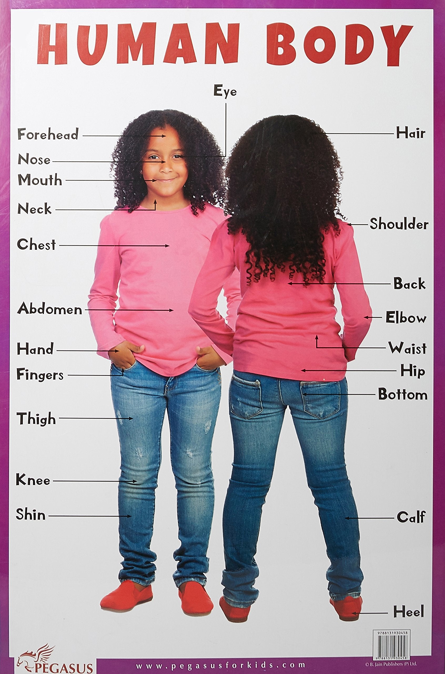 Human Body  Thick Laminated Preschool Chart
