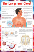Lungs  Thick Laminated Primary Chart