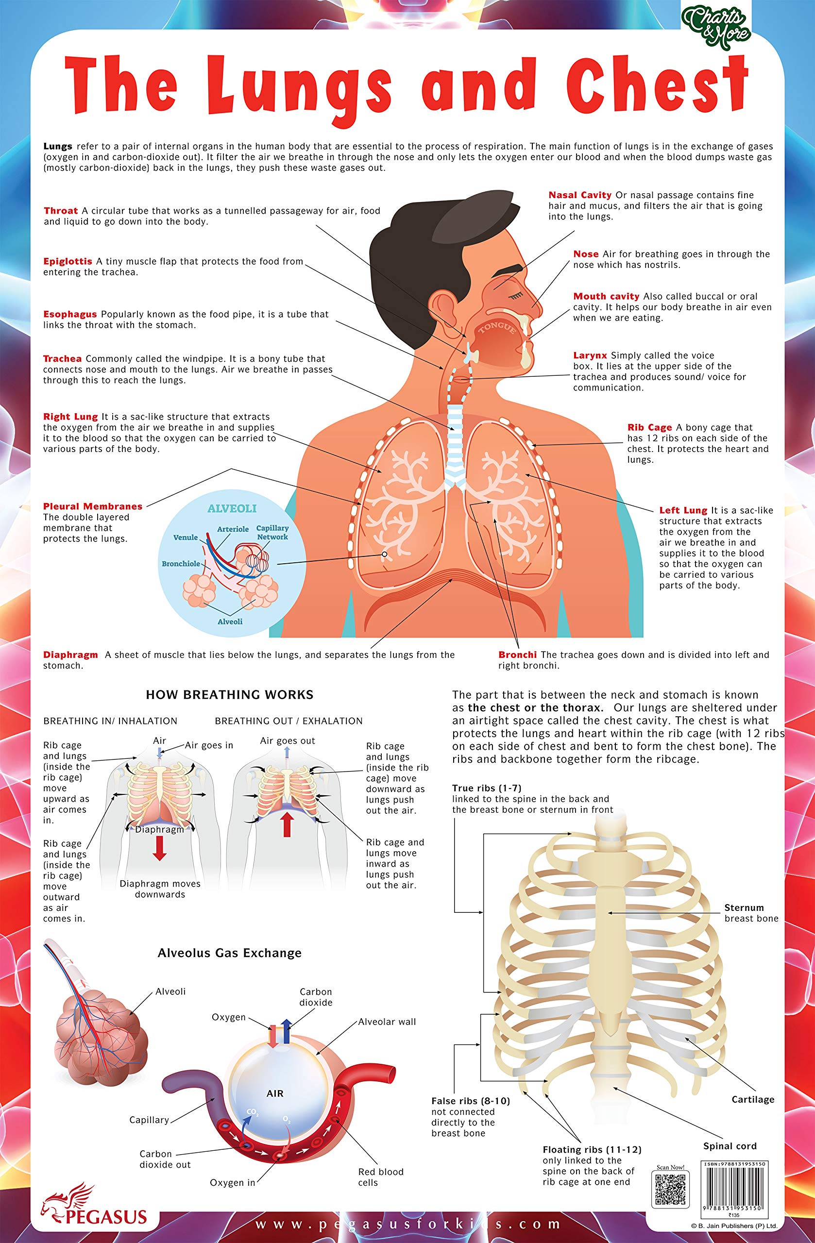 Lungs  Thick Laminated Primary Chart
