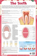 The Teeth  Thick Laminated Chart