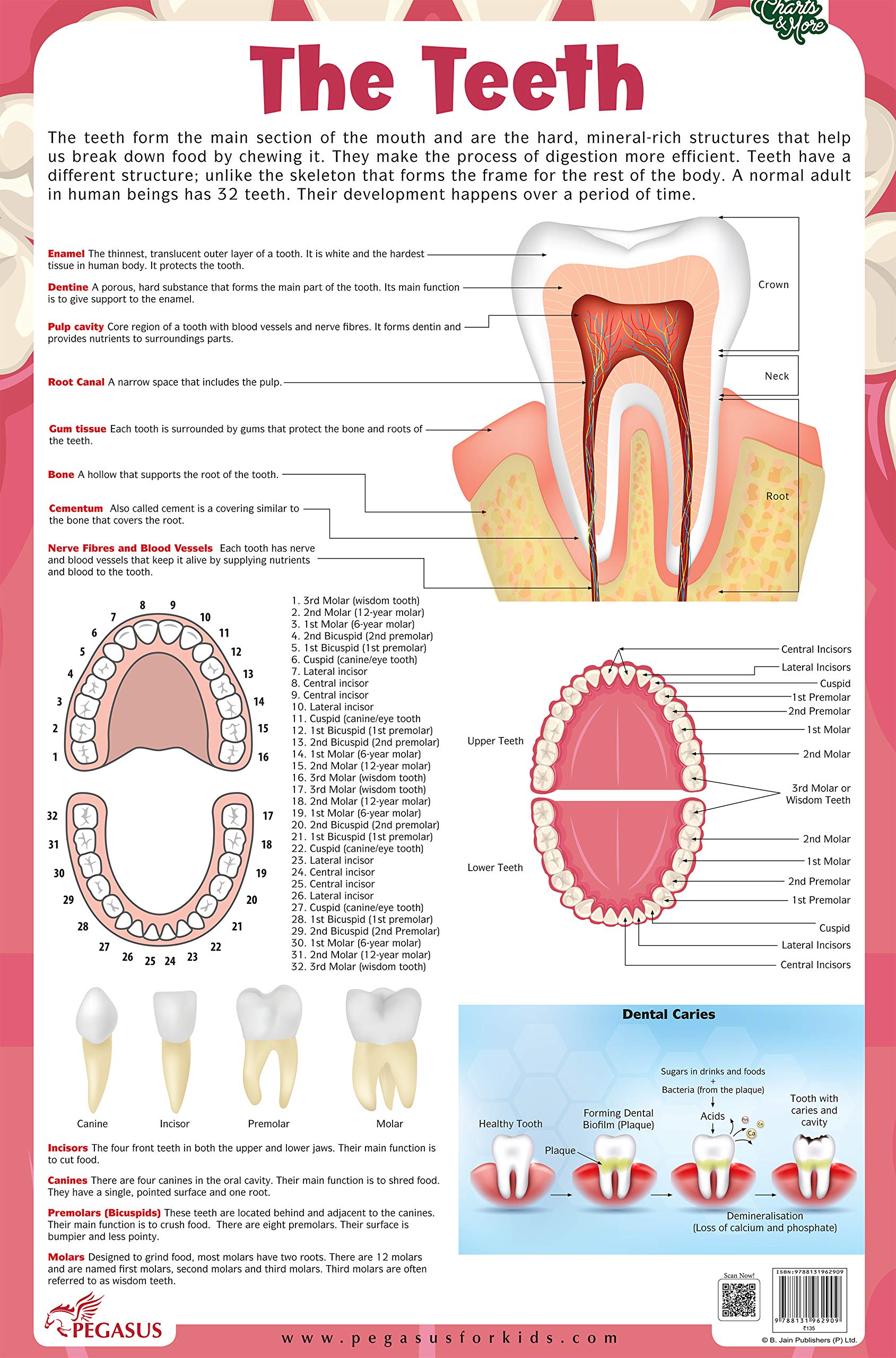 The Teeth  Thick Laminated Chart