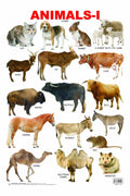 Animals Educational Wall Chart For Kids Age 35 | DoubleSided Hard Laminated Wildlife Learning Poster (48 X 73 Cm) | Colourful,