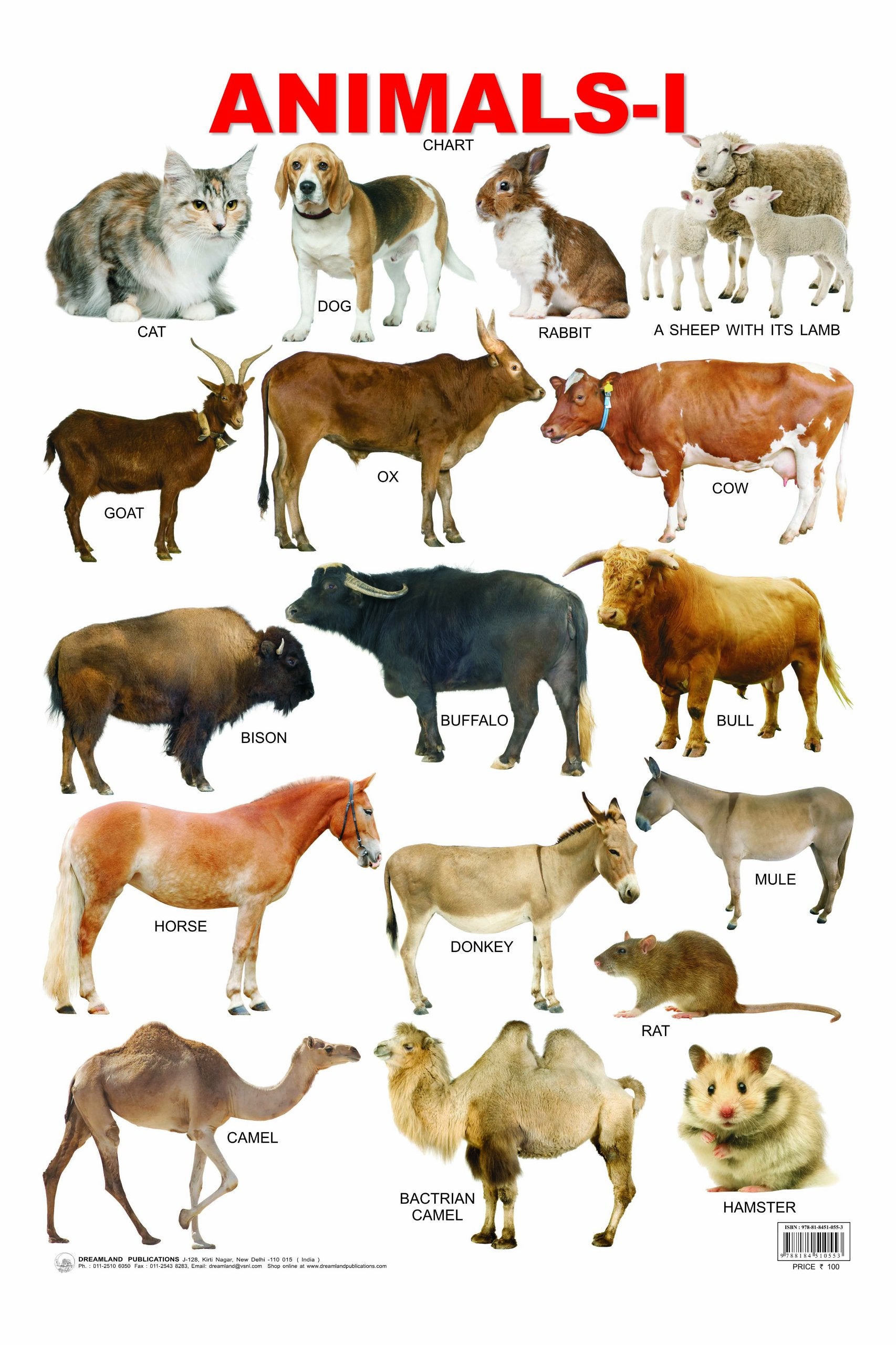Animals Educational Wall Chart For Kids Age 35 | DoubleSided Hard Laminated Wildlife Learning Poster (48 X 73 Cm) | Colourful,
